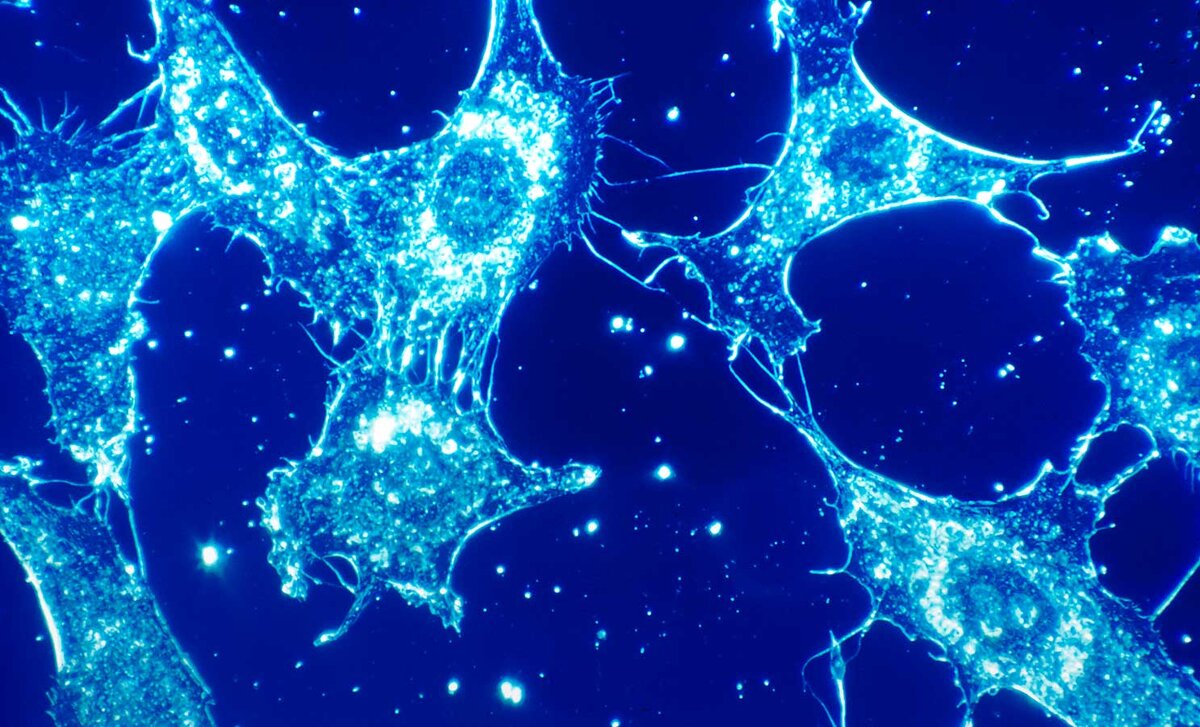 Источник изображения: Unsplash. Фотография National Cancer Institute