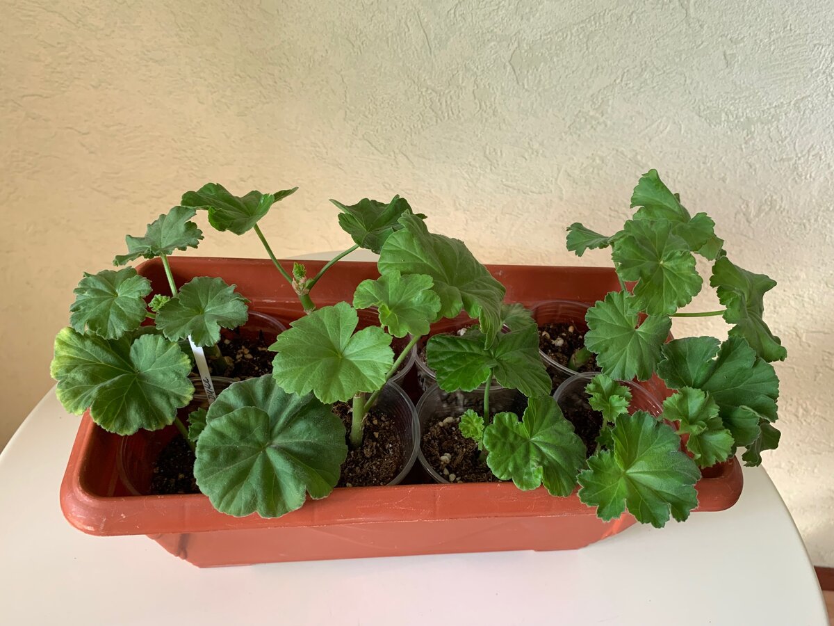 Ясли для пеларгоний. Корни не должны быть на свету, поэтому нужна непрозрачная тара.