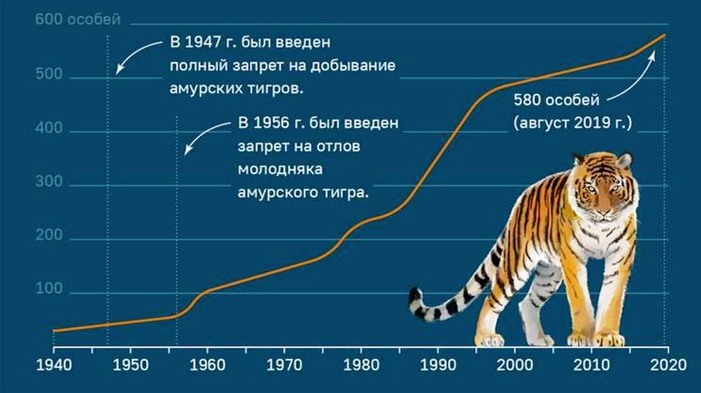 Сколько в мире амурских тигров. Амурский тигр численность 2021. Численность популяции Амурского тигра. Амурский тигр численность 2022. Численность Амурский тигр в России по годам таблица.