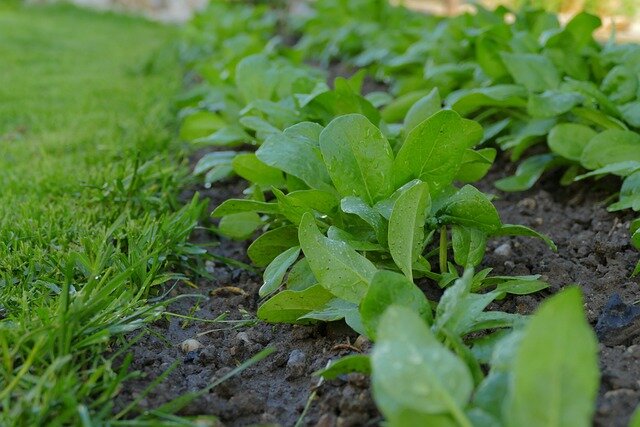 Как выращивать шпинат в своем огороде, чтобы рос до заморозков