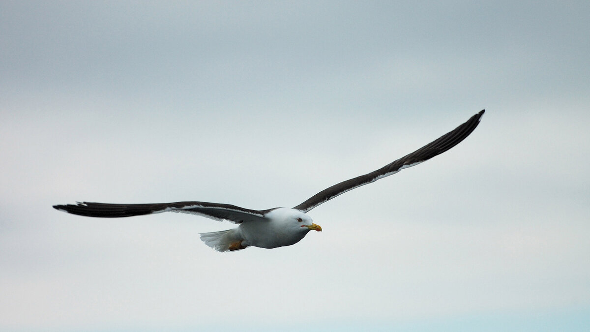 По дороге, покормили чаек в заливе Белого моря.