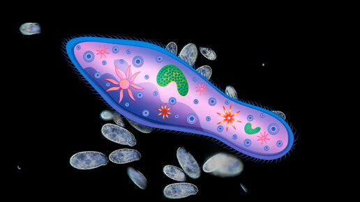 Наглядная микробиология #4 Инфузория Туфелька (Paramecium Caudatum)