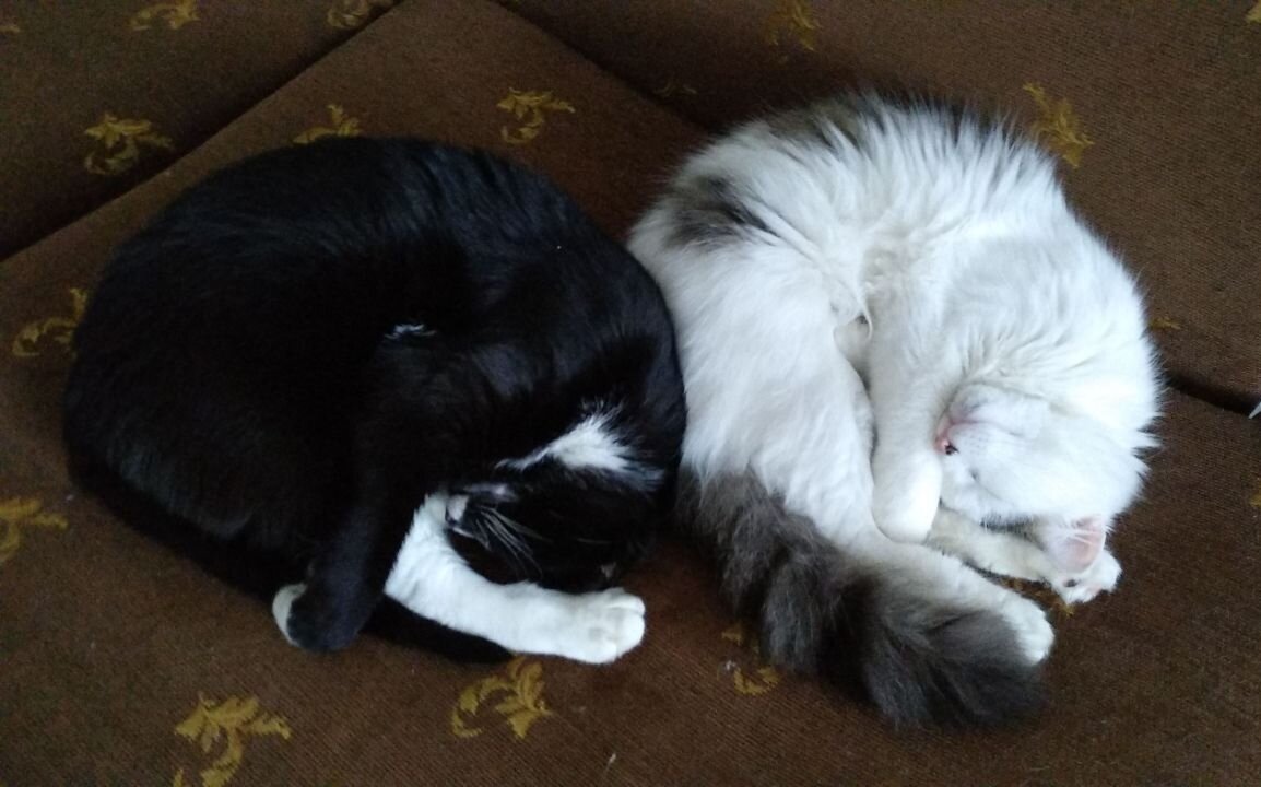 Фото из архива автора. На фото слева направо: Васенька, Малыш. Сейчас они спят, но скоро проснутся и станут драться)