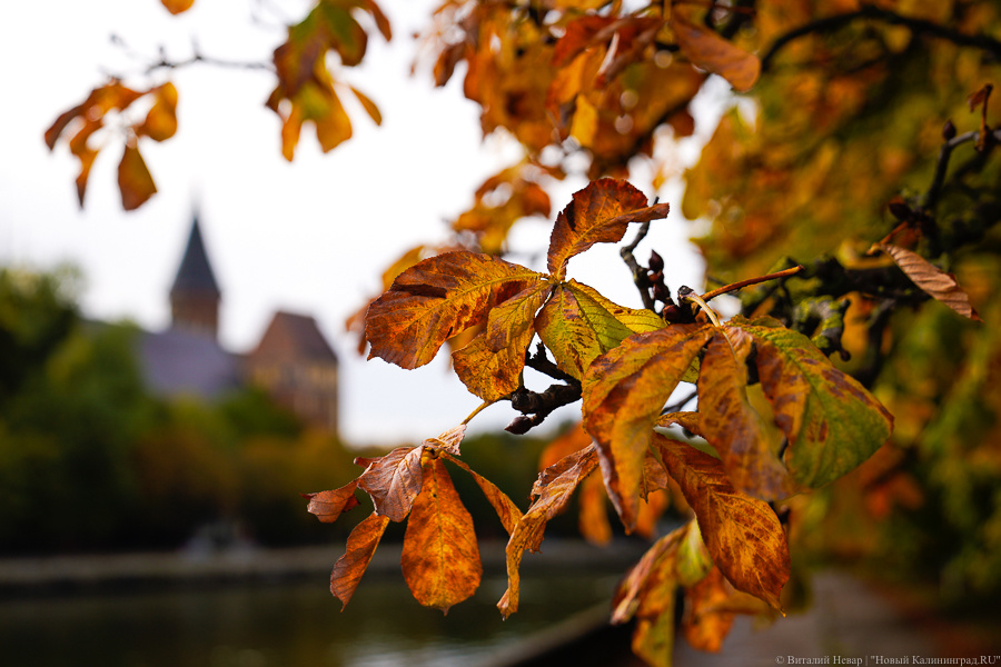 Фото: Виталий Невар / Новый Калининград