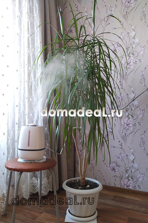 периодически увлажняю драцену