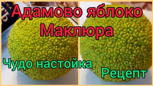 Маклюра: что это, лечебные свойства и противопоказания - FitoBlog (Тайтл)