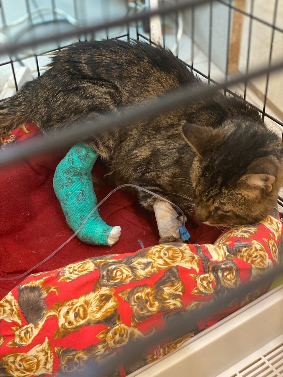 Гоша в стационаре