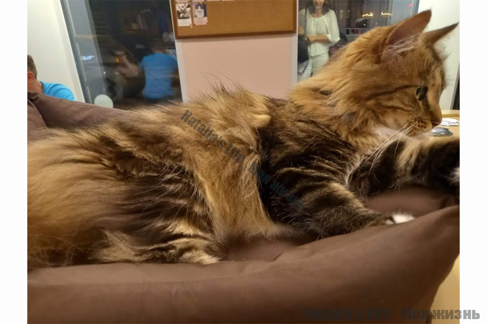 Это кошечка из одного Питерского котокафе)