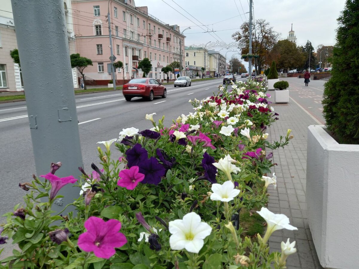 На дворе середина октября, а петунии в самом цвету! Фото автора.