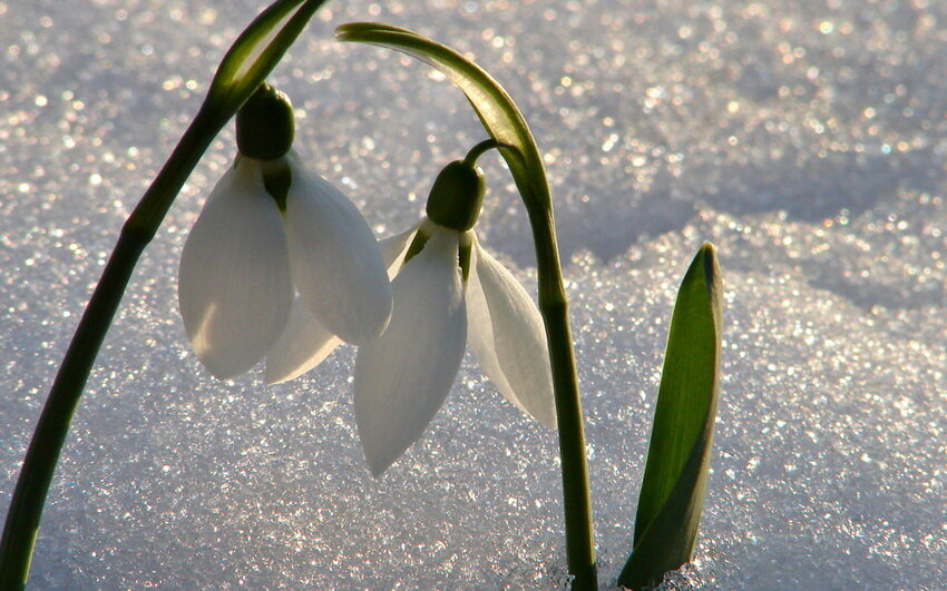 Фото с сайта fonstola.ru