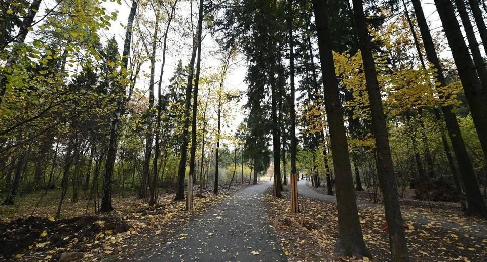 «курочкино болото», московская область. Учинский лесопарк. Учинский лесопарк. Пироговский лесопарк. Тишковский лесопарк.