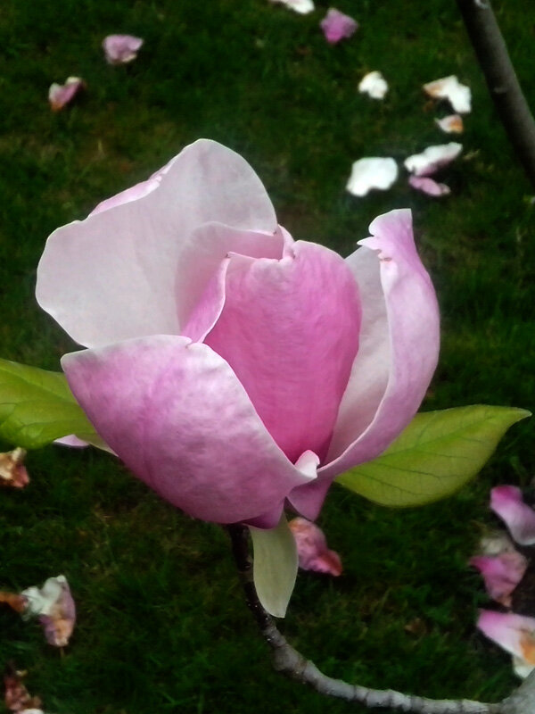 На южном берегу Крыма Магнолия Суланжа (лат. Magnolia soulangeana) начинает цвести в начале апреля и полностью распускается примерно к середине весны.