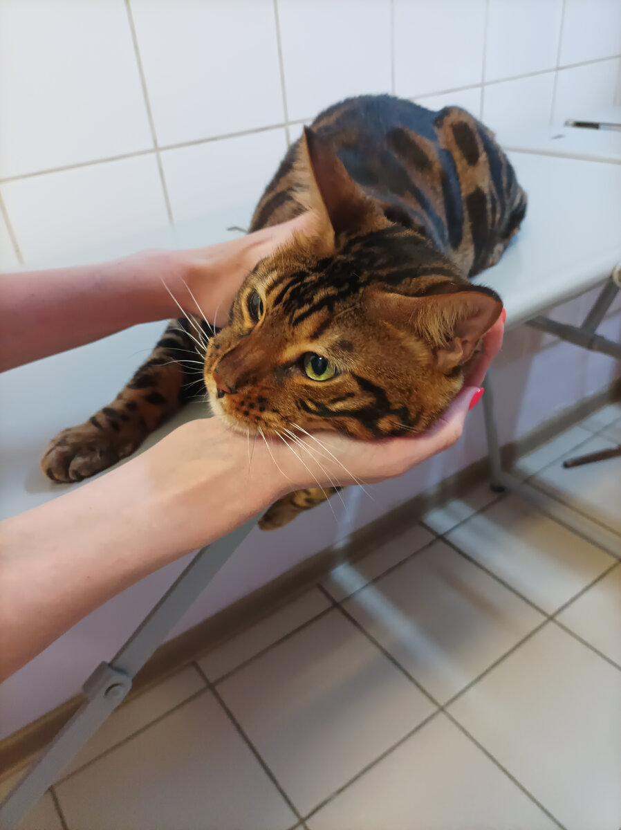 Чем крупнее животное, тем выше расходы на правильное питание...