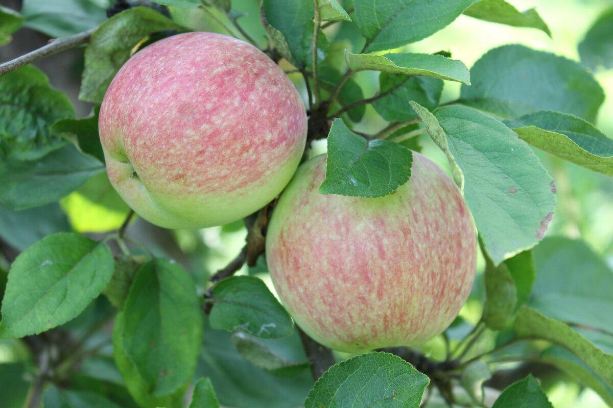 Яблоки спеют