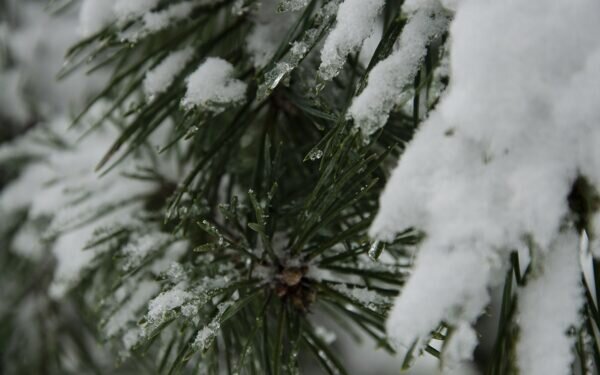    Фото: Светлана Лобова.UG.RU