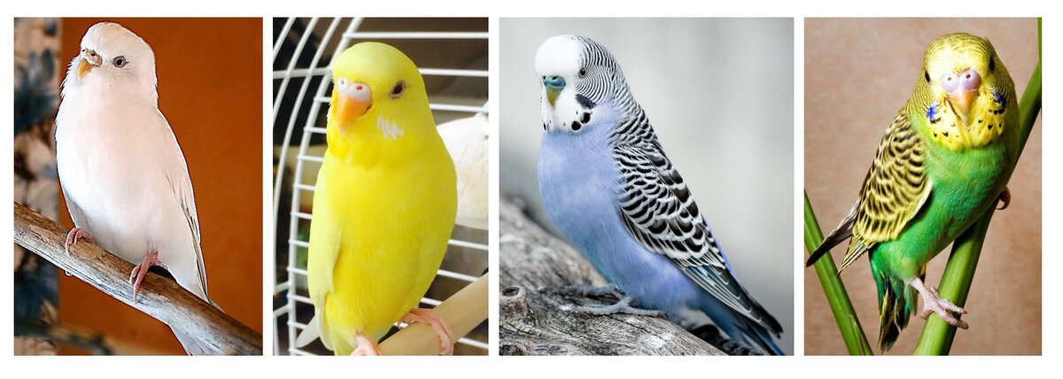 Для коллажа использованы фотографии из открытых источников