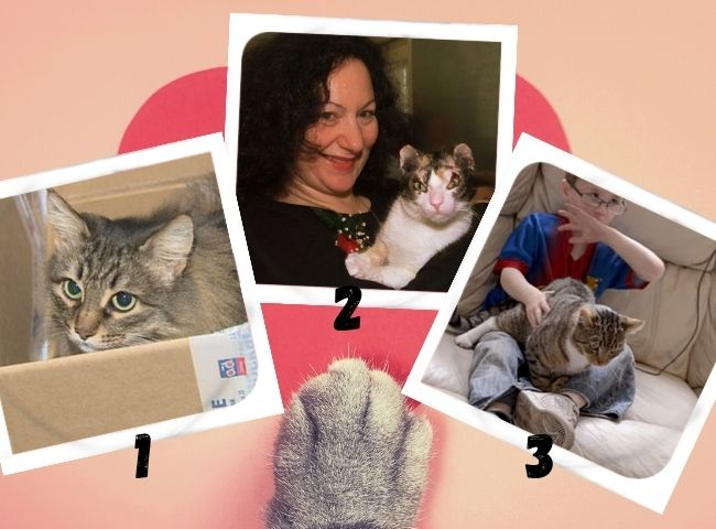 Котоангелы: Как кошки становятся героями и спасают человеческие жизни