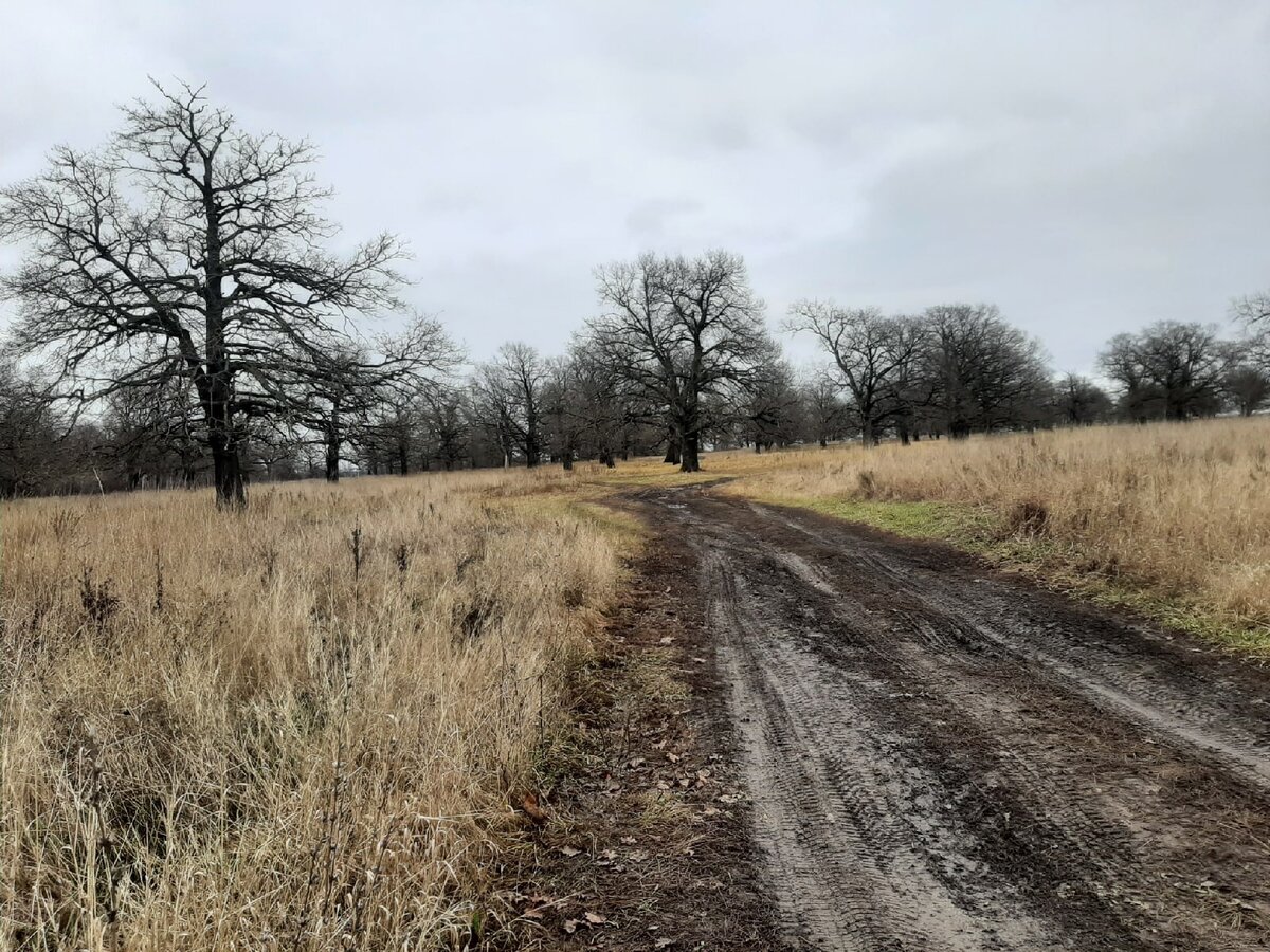 Дубки, Рязанский район, 05.11.2022 