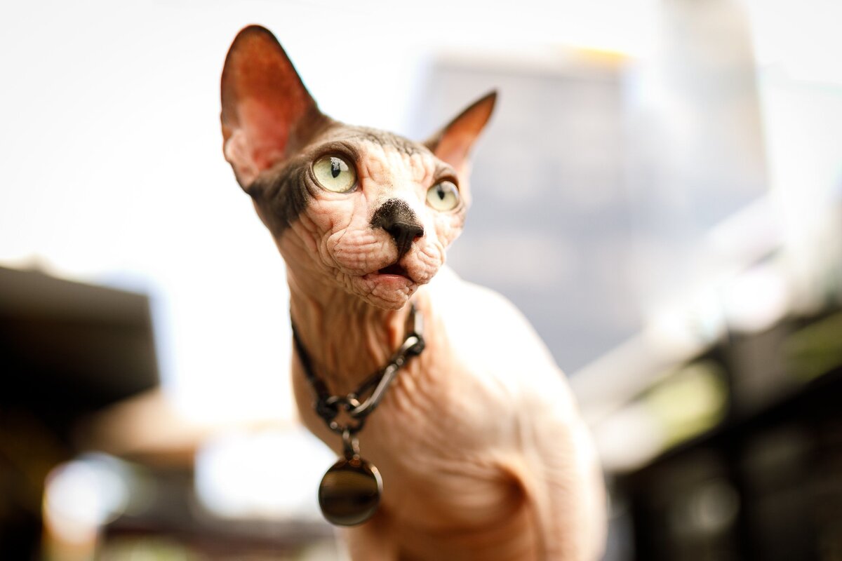     Лысый, морщинистый, прекрасный: всё о породе кошек канадский сфинкс