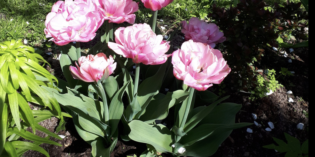 ЕЩЕ НЕ ПОЗДНО!!! Плюсы и Правила посадки Тюльпанов в ГОРШОК!