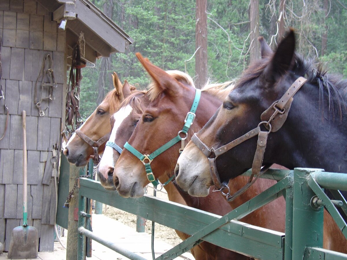 Животные достаточно быстро созревают, и уже в двухлетнем возрасте начинают приучаться к труду.