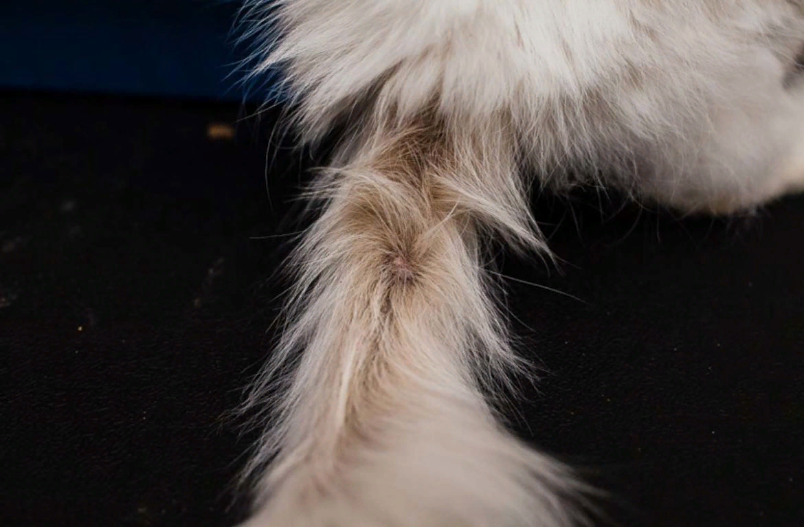 коты мокрые хвосты. коты мокрые хвосты. коты мокрые хвосты. пушистый хвост. коты мокрые хвосты.