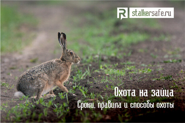 Источник stalkersafe.ru