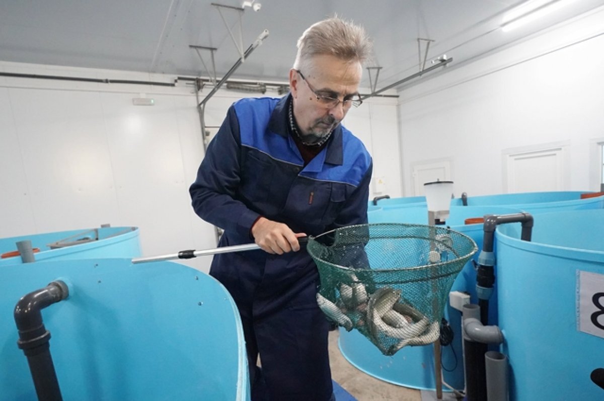    Мурманских рыбопромышленников поддержали на 970 млн рублей