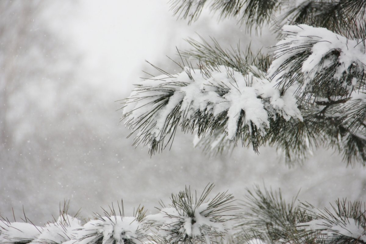    Погода в начале февраля в Иркутске сюрпризов не преподнесет