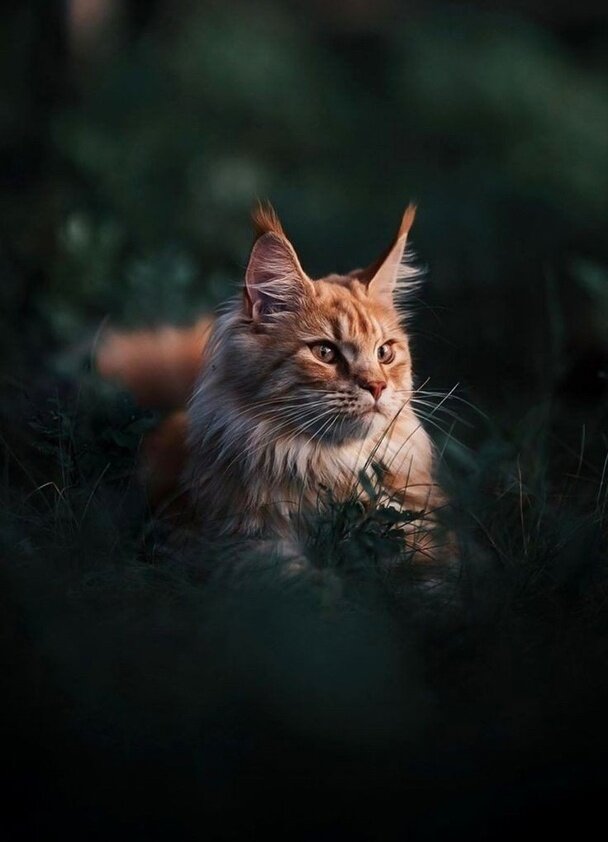 Фото заимствовано с сайта https://ru.pinterest.com/