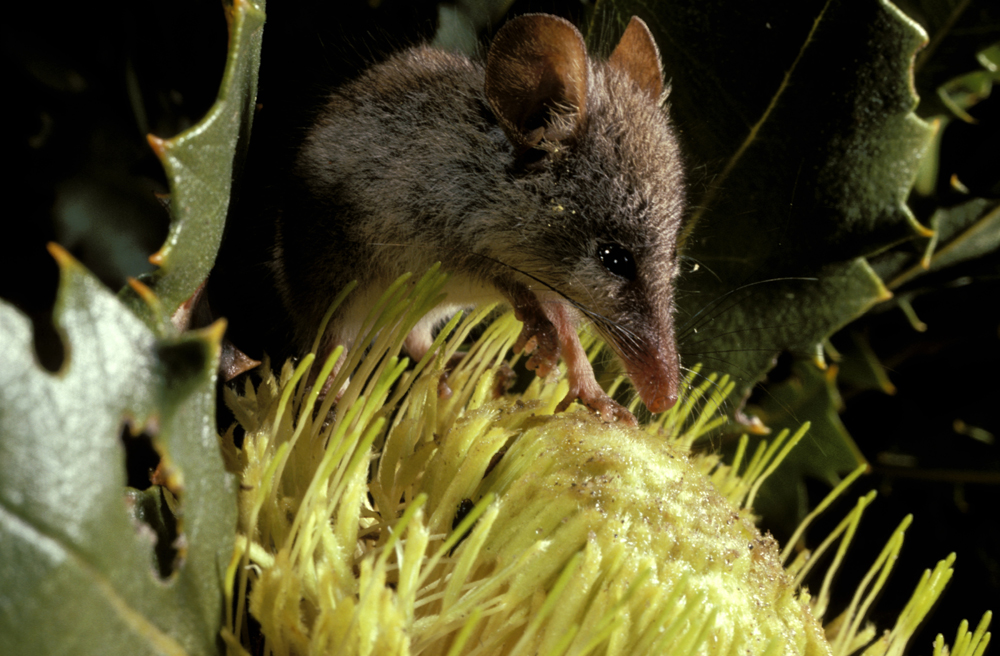 Сам поссум размером с обычную мышку — не больше 18 сантиметров в длину вместе с хвостом. 