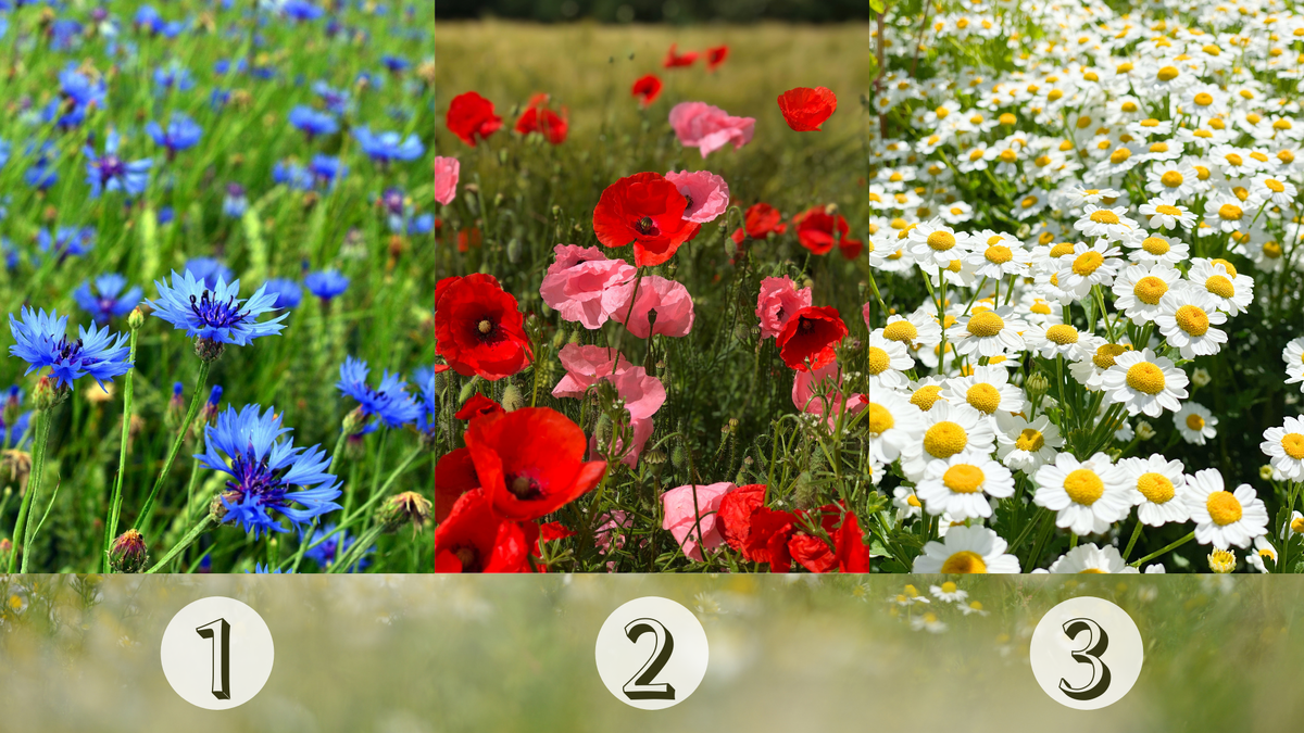 Выберите полевой цветок и прочитайте послание на неделю