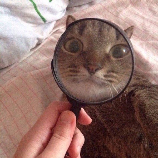 картинка с яндекса