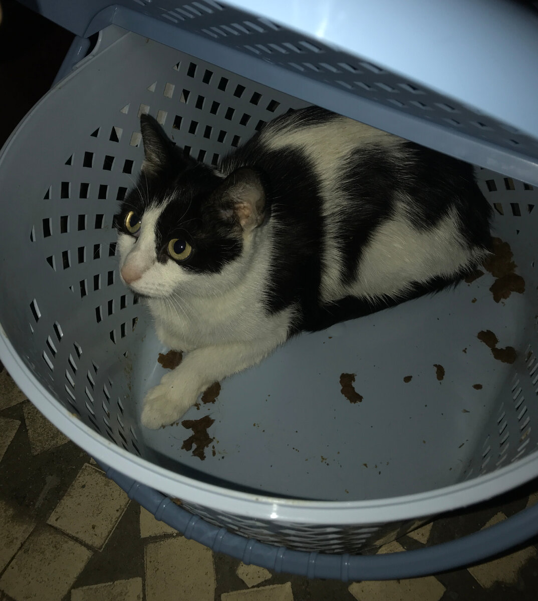 Вот такую кошечку нам подкинули...