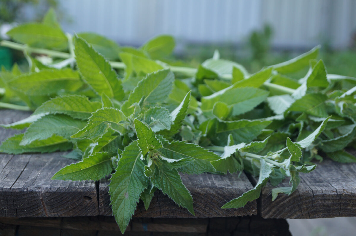 Мята длиннолистная (Лонгифолия, Шандра). Заготавливаю листья