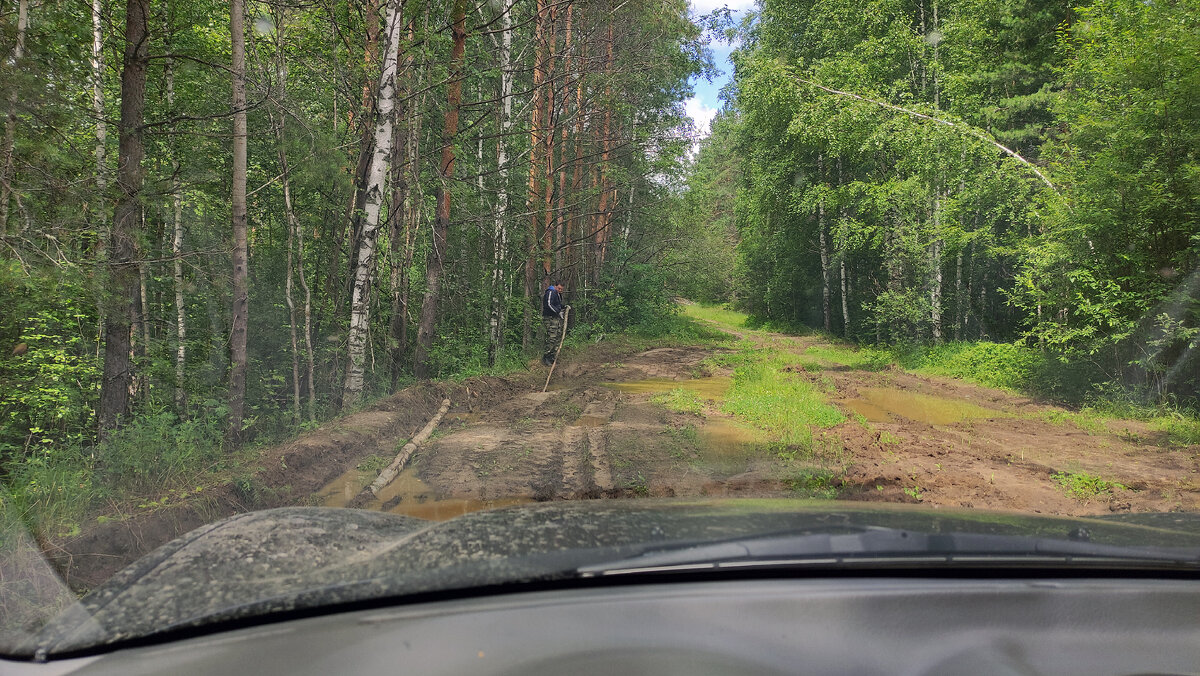 Очищаем дорогу от деревьев