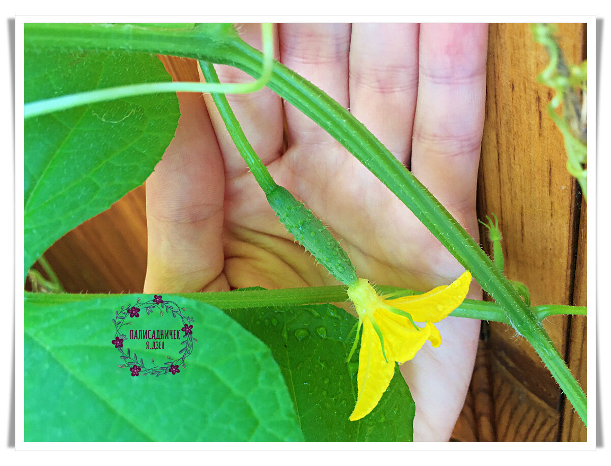 Конечно, я прямо сейчас их есть не собираюсь, но растут они так быстро, что вожделенная трапеза явно не за горами :)