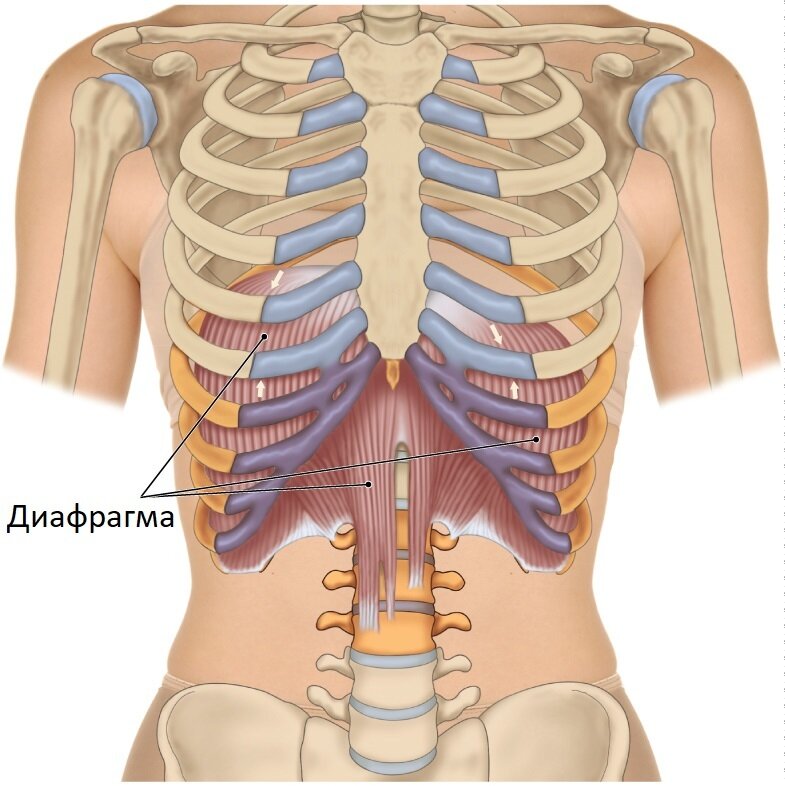 Грудобрюшная диафрагма фото