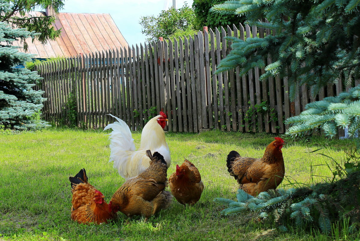 Картинки с курами