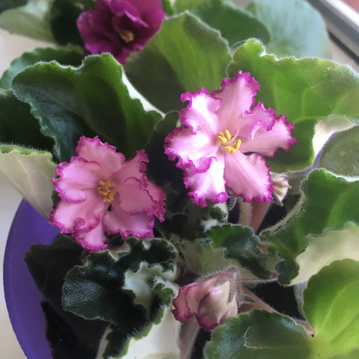 Первое цветение