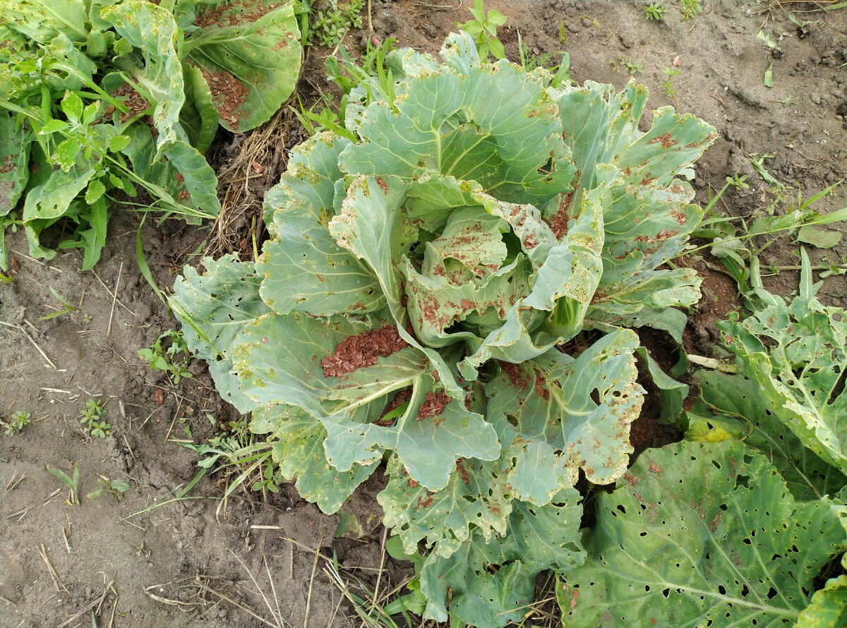 Сожрано и покоцано все что можно...