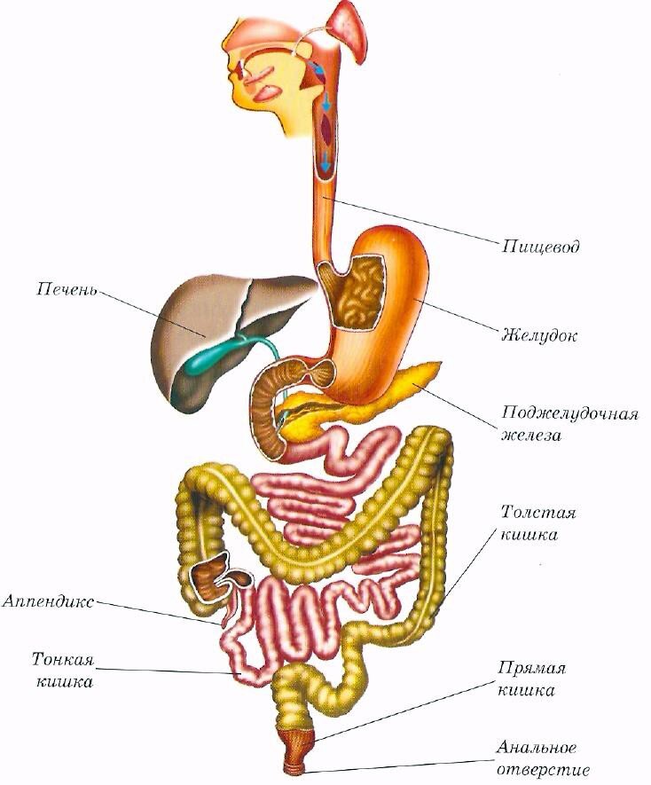 Пищеварительная система человека анатомия фото