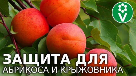 УЗНАЙТЕ, когда народные средства НЕ ПОМОМОГУТ! ДВА СИСТЕМНЫХ ПРЕПАРАТА ДЛЯ ОБРАБОТКИ ПЛОДОВЫХ