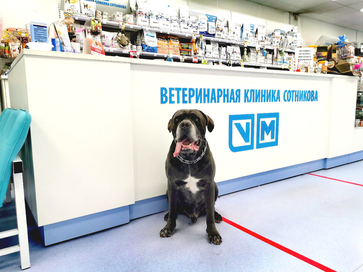  
Порой нам кажется, что движения и походка наших четвероногих друзей сложны и хаотичны, однако это совсем не так. Любое перемещение в пространстве представляет собой сложную последовательность двигательных действий с вовлечением различных систем организма. Кроме того, физическое состояние достаточно сильно влияет на особенность походки.

Нарушение проприоцепции влечет за собой появление некоторых аномальных состояний и реакций и может в большей или меньшей степени зависеть от поражения нервной системы:

· Неправильный постав конечностей – состояние, при котором создается впечатление, что ваш не знает, где находятся его лапы или ставит лапы на обратную сторону кисти/плюсны.

· Неправильное расположение конечности в покое (конечность перевернута, вывернута).

· Неравномерное стирание когтей на разных лапах.

· Частичная потеря движения конечности / конечностей.

· Паралич (полная потеря движения конечности / конечностей).

· Атаксия (нарушение координации).

Проприоцептивный дефицит может быть симптомом серьезной болезни, поэтому подобные нарушения нельзя игнорировать, они являются поводом для обращения к ветеринарному неврологу.

Проприоцептивный дефицит у собак может быть симптомом следующих патологий: - компрессионные заболевания спинного мозга; - различные поражения головного мозга; - травмы различных отделов нервной системы; - нарушение работы периферической нервной системы вне головного и спинного мозга;

- воспалительные заболевания дисков;

- новообразования позвонков, спинного или головного мозга;

- нестабильность позвонков при движении;

- врожденные патологии спинного и головного мозга;

- заболевания оболочек спинного и головного мозга; - метаболические и дистрофические нарушения работы нервной системы и др.

Уважаемые владельцы!

Если вы подозреваете, что у вашего питомца имеются нарушения проприоцепции, проверьте его когти на истирание и понаблюдайте за тем, как животное ходит. А главное – не затягивайте с визитом к врачу.

В наших клиниках ежедневно ведут прием ветеринарные врачи-неврологи, с расписанием их приемов можно ознакомиться на нашем сайте:
