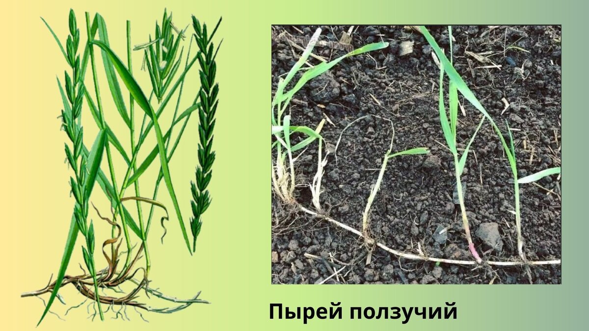 Пырей класс. Пырей ползучий корневище. Пырей ковылелистный. Пырей ползучий семена. Пырей бескорневищный.