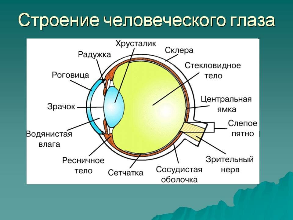 Сетчатка буква. Внутреннее строение глаза человека схема. Строение глаза вид спереди. Зрительный анализатор строение органа зрения. Внутренне строение глаза.