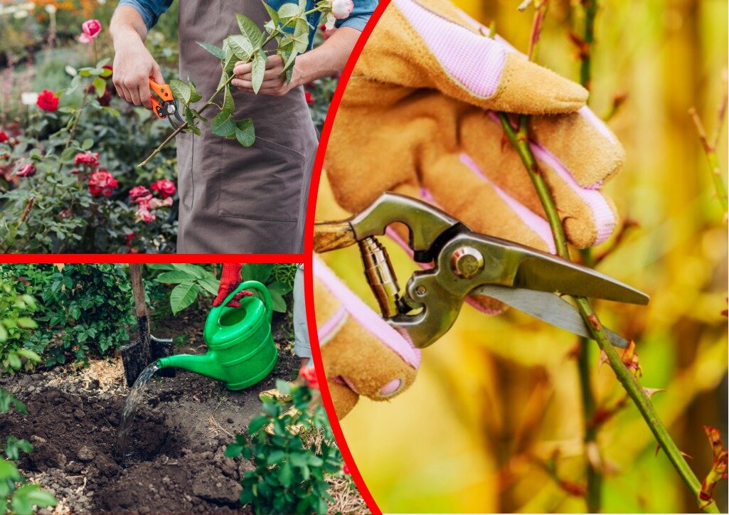 Укоренение розы.Иллюстрация для статьи используется по стандартной лицензии ©life-hacky.ru