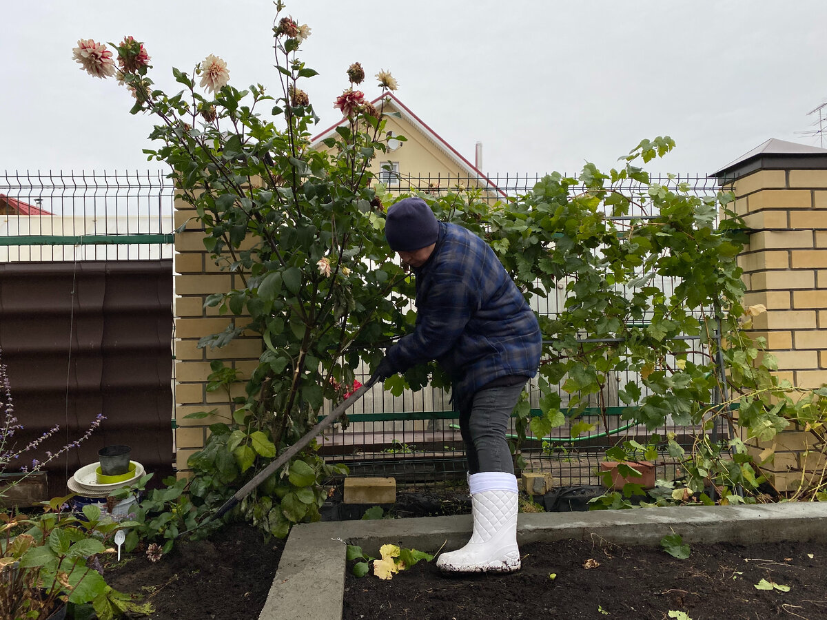 В сентябре георгины нужно высоко окучить