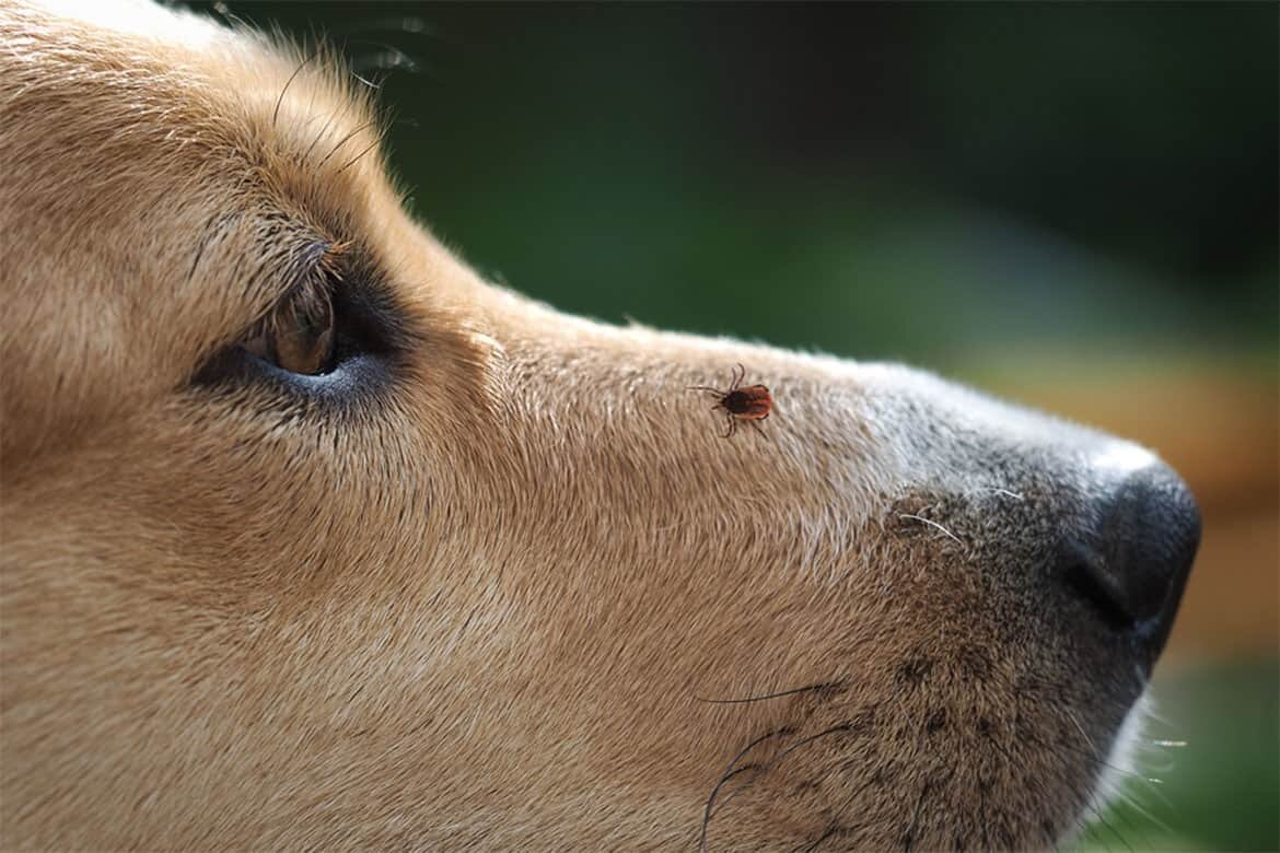  Как защитить собаку от клещей, не нанося вред ее здоровью? Этим вопросом задается каждый собаковод.