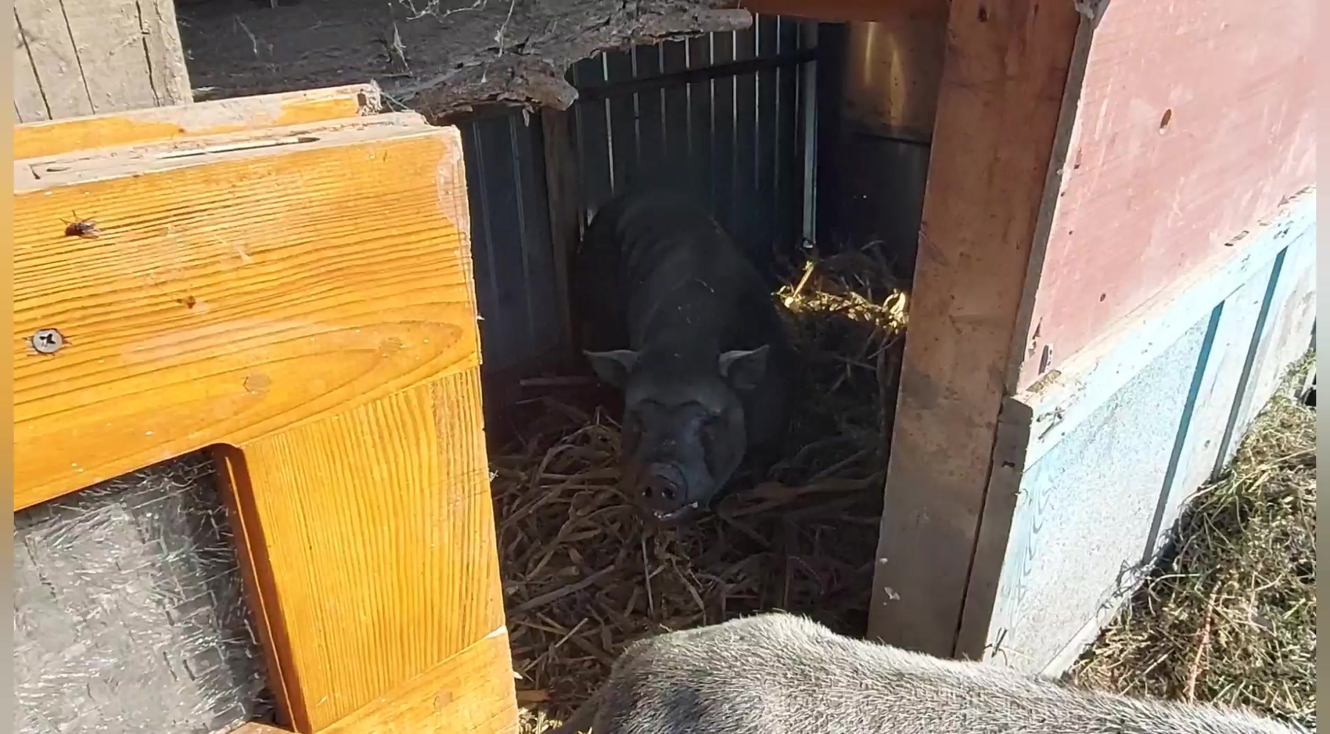 Как разместить свиней в маленьком сарае!!!#свиноводство #дюрок #свинарник #поросята #сарай #бмвд